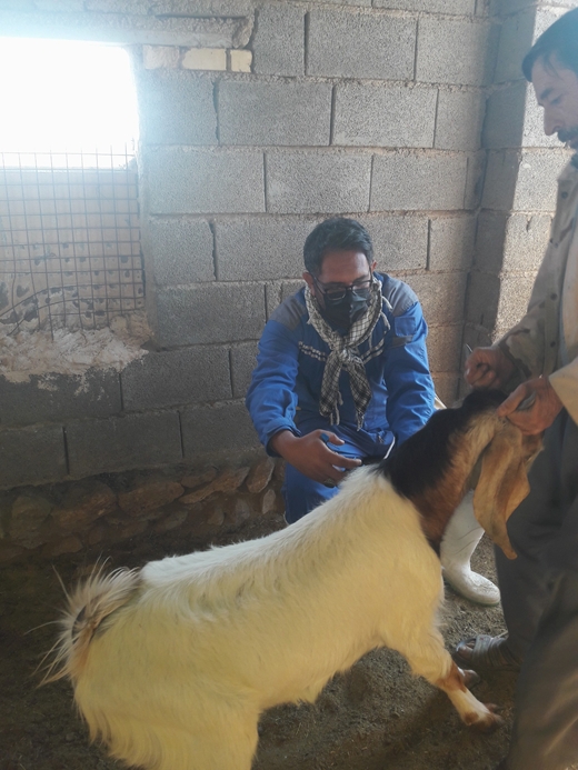 اردوی جهادی در بخش توکهور و هشتبندی توسط اداره دامپزشکی شهرستان میناب انجام شد.